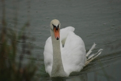 Golf - Swan of Bond Head