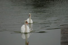 Golf - Swans of Bond Head