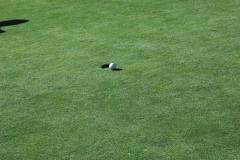 2019-golf-76